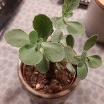 Kalanchoe marmorata Folha