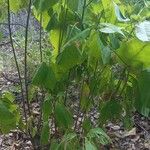 Guettarda speciosa Blatt