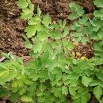 Thalictrum flavum Leaf