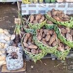 Dioscorea alata Fruit