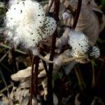 Eriocapitella hupehensis Fruit