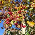 Crataegus persimilis Fruit