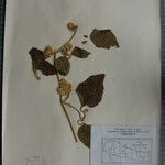 Clematis buchananiana Altres