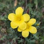 Linum nodiflorum Flower