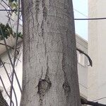 Alstonia macrophylla Bark