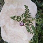 Astragalus pelecinus Kukka