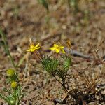 Leptosiphon acicularis ശീലം