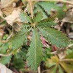 Potentilla reptans Deilen