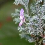 Cupressus arizonica Leaf