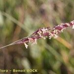 Puccinellia maritima Fruit