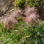 Pulsatilla alpinaFloro