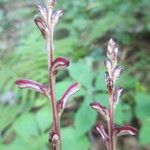 Epifagus virginiana Costuma