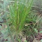 Festuca heterophylla Blatt