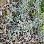 Teucrium rouyanum برگ