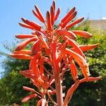 Aloe grandidentata Lorea