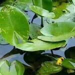 Nuphar lutea Folha