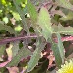 Sonchus oleraceus Лист