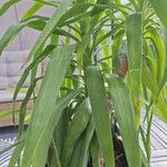 Yucca aloifolia Blatt