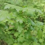 Ribes inerme Hoja