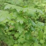 Ribes inerme Blad