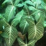 Caladium lindenii Leaf