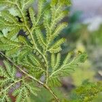 Selaginella willdenowii Blatt