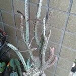 Peniocereus greggii Blatt