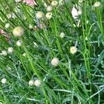 Santolina rosmarinifolia Blomst