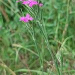 Dianthus armeria Hàbitat