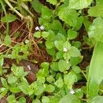 Torenia crustacea Hàbitat