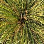 Lomandra longifolia Hoja