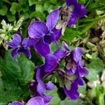 Viola odorata Flower