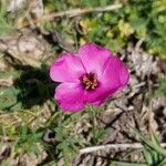 Modiolastrum gilliesii Flower