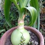 Albuca bracteata Hoja