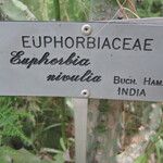Euphorbia nivulia Hoja