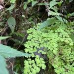 Adiantum raddianum Leaf