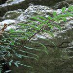 Pellaea atropurpurea Hábito
