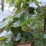 Quercus marilandica Hoja