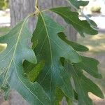 Quercus garryana Folla