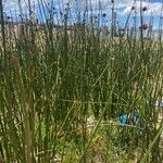 Schoenoplectus californicus Jani