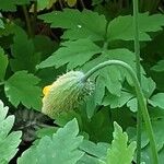 Papaver cambricum Blomma