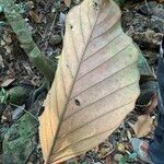 Dipterocarpus sublamellatus Leaf