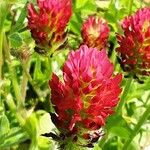 Trifolium incarnatum Květ