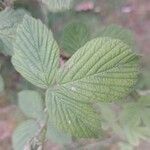 Rubus camptostachys 葉