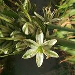 Albuca bracteata Квітка