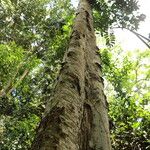 Celtis mildbraedii Rinde