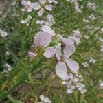 Cakile maritima 花