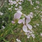 Cakile maritima Flower