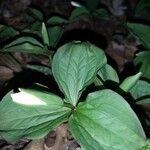 Trillium grandiflorum List