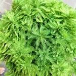 Myriophyllum aquaticum Feuille